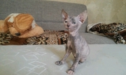 котята донские сфинксы.