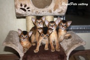 Котята Абиссинской породы.