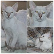 Сиамский котик с отличной родословной