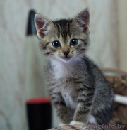 ищу хощяина для котенка