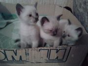  Отдам в хорошие руки котят сиамских