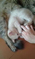 Отдам котят! Даром!!!