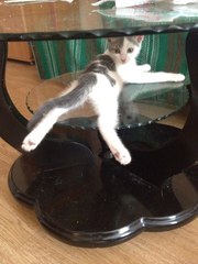   Прекрасный котенок ищет себе семью. 