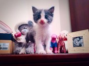 Грей ищет свой дом.