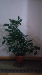 Продам комнатное растение 