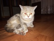 Британская кошка бесплатно