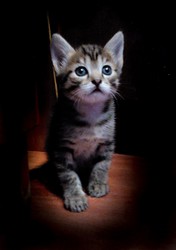 Котенок ищет дом