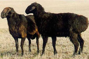 Продам баранов курдючных пород