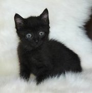 Отдаем котиков,  кошечек,  щенков и собачек в ооочень добрые ручки. 