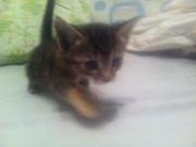 Отдам котенка в хорошие руки