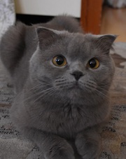 Пропала кошка британская вислоухая