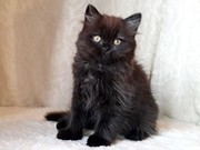 Чудесный британский котенок