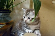 Кошки британской породы!