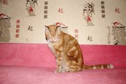  Рыжий комочек счастья