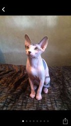 Котенок Канадского сфинкса
