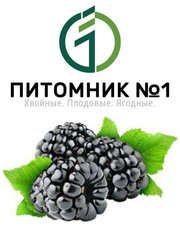Саженцы ежевики (зкс).