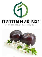 Предлагаем саженцы сливы.
