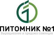 Саженцы вишни  «Нефрис».