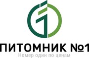 Саженцы черешни Польского производства.
