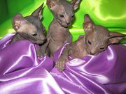 Продаются котята Донского сфинкса. С хорошей родословной!
