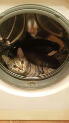 Отдам кота в добрые руки