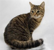 Супер шикарные кошки и коты!!