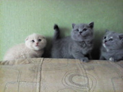 Котята британские и шотландские