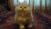 Персидские котята