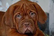 Щенок Бордоского Дога Французский мастиф