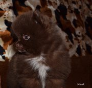 Шоколадная Щенки Шпиц