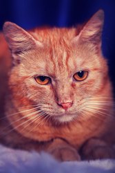 Ищет добрых и заботливых хозяев этот славный кот.