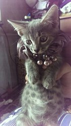 В очень ответственную семью