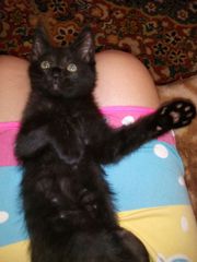 отдаем котенка