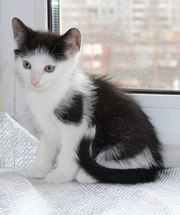 В поиске дома котята. 