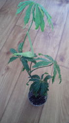 Антуриум.Anthurium polyschistum.