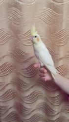 Птенцы корелл.