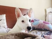 Еву отдадим в добрые руки 