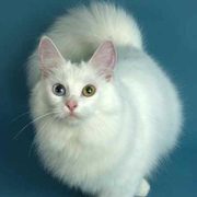Отдам кота