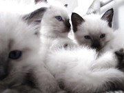 Продам сиамских котят