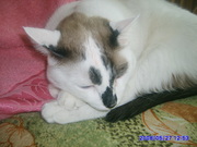 Кот 