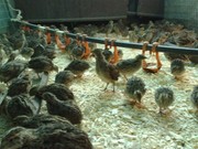 продам перепелов в алматы